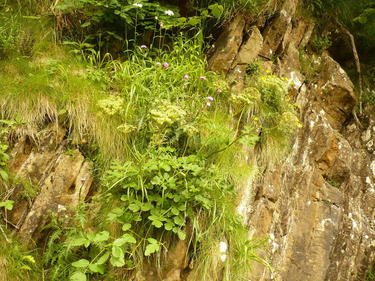 Laserpitium nestleri subsp. nestleri (Apiaceae)